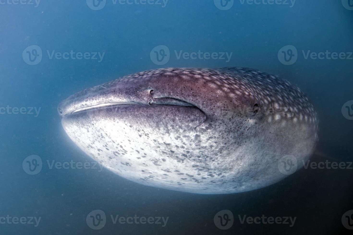 walvis haai dichtbij omhoog onderwater- portret aan het eten plancton foto