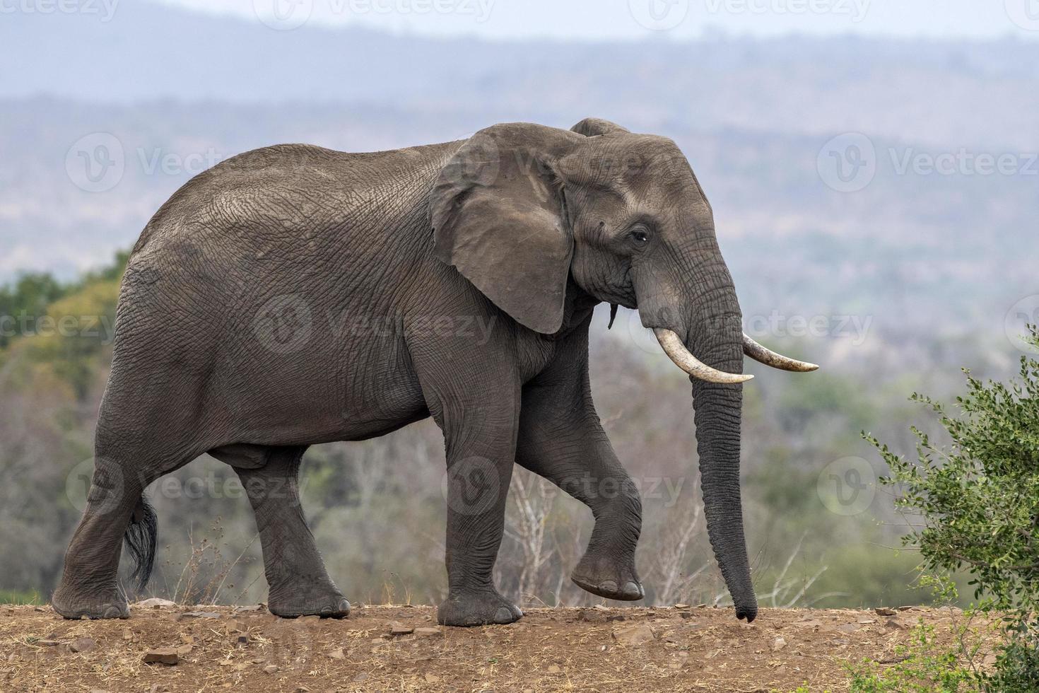 olifant in Kruger park zuiden Afrika komt eraan naar u foto