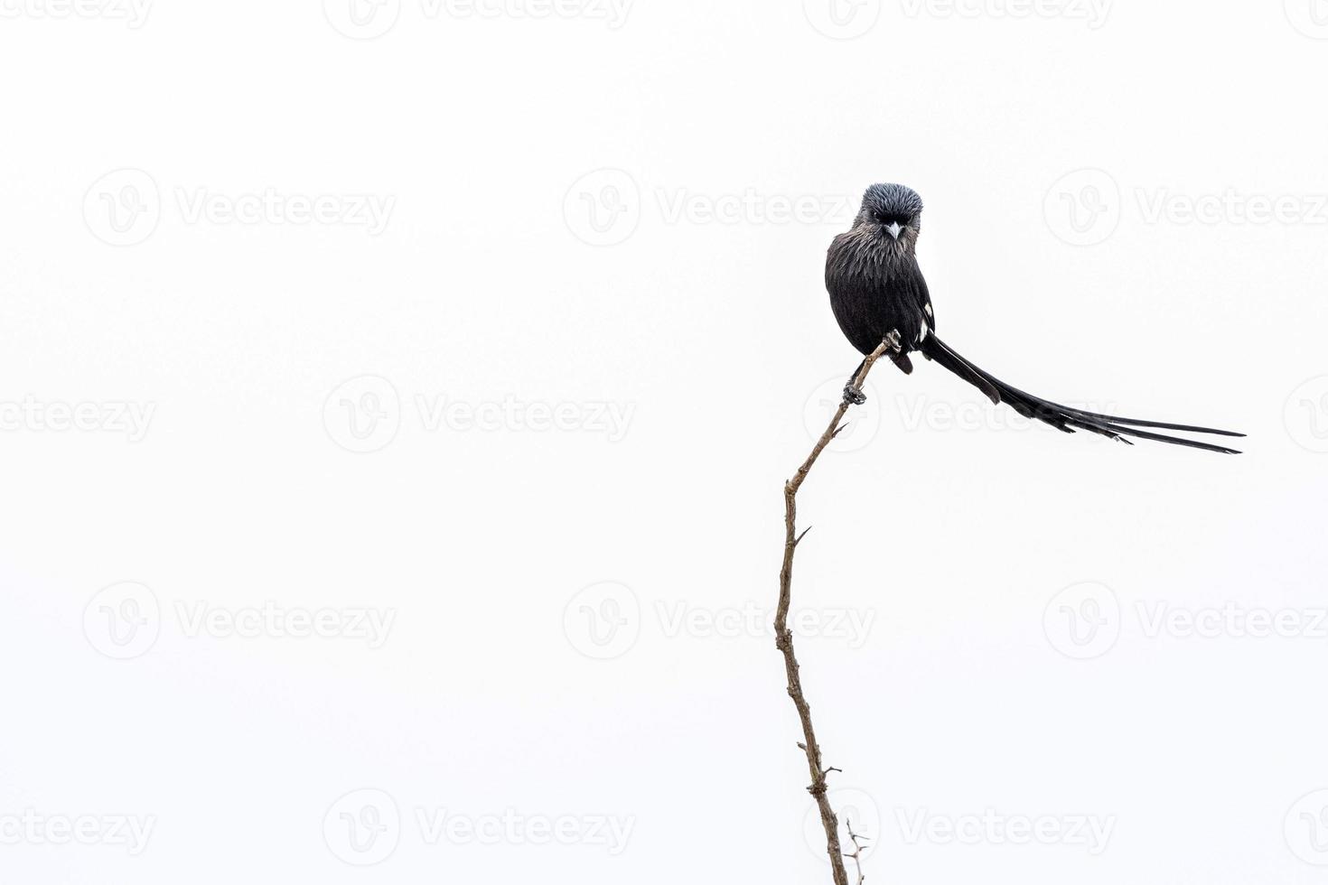 corvinella melanoleuca langstaart klauwier vogel in Kruger park foto