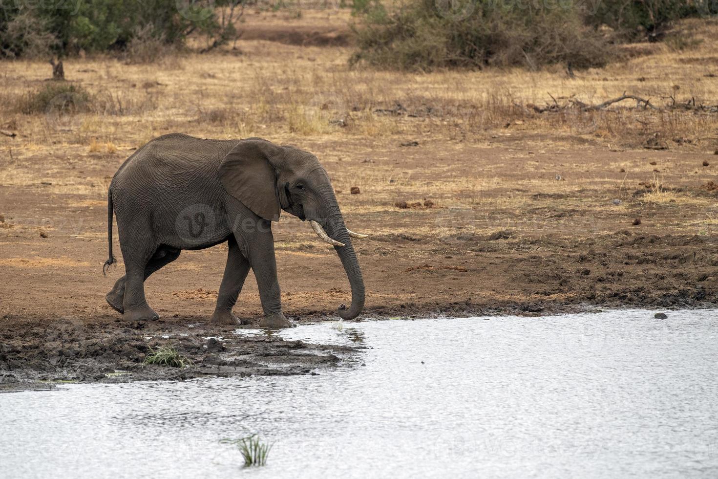 olifant drinken Bij de zwembad in Kruger park zuiden Afrika foto