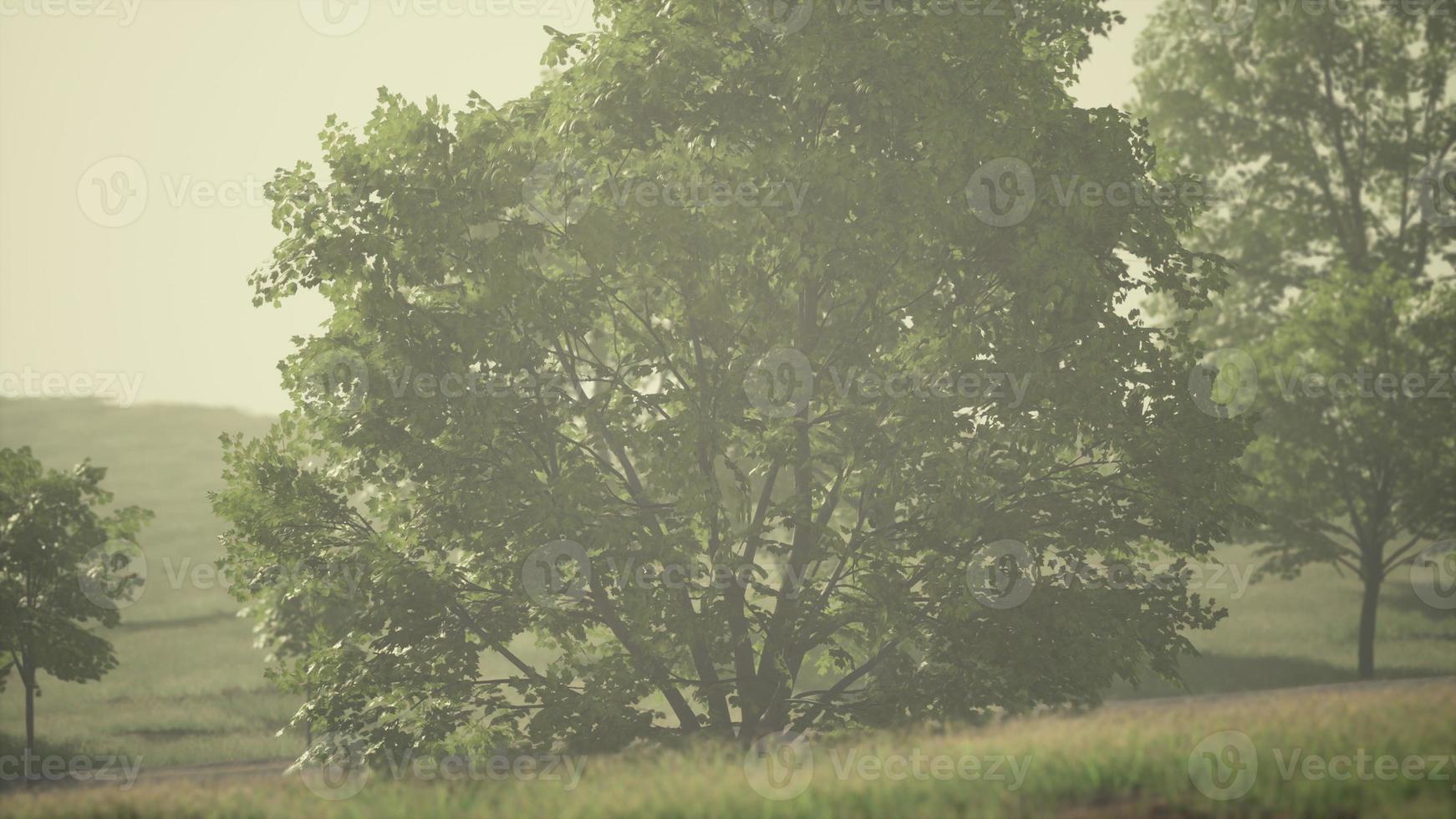 schilderachtig uitzicht op het park in het centrum van de grote stad in de zomer foto