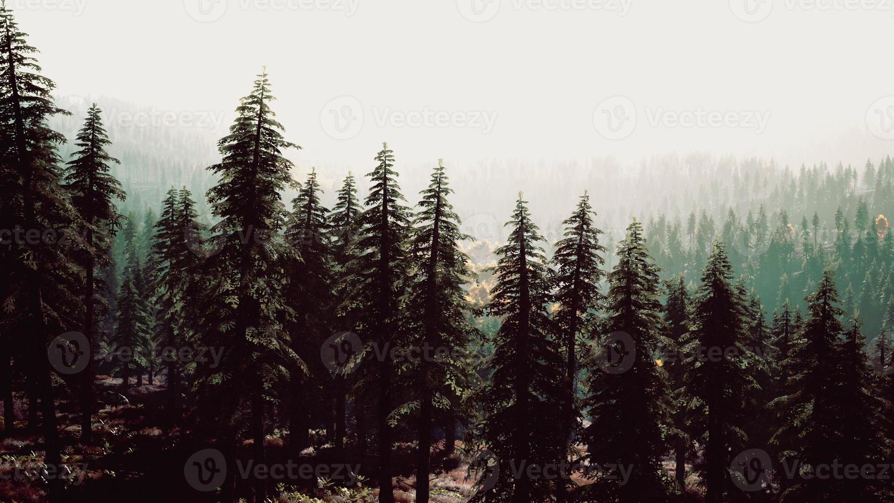 mistig bergboslandschap in de ochtend foto