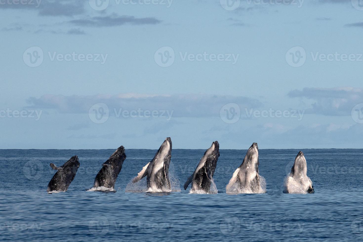 volgorde van humback walvis kalf overtreden in Polynesië foto