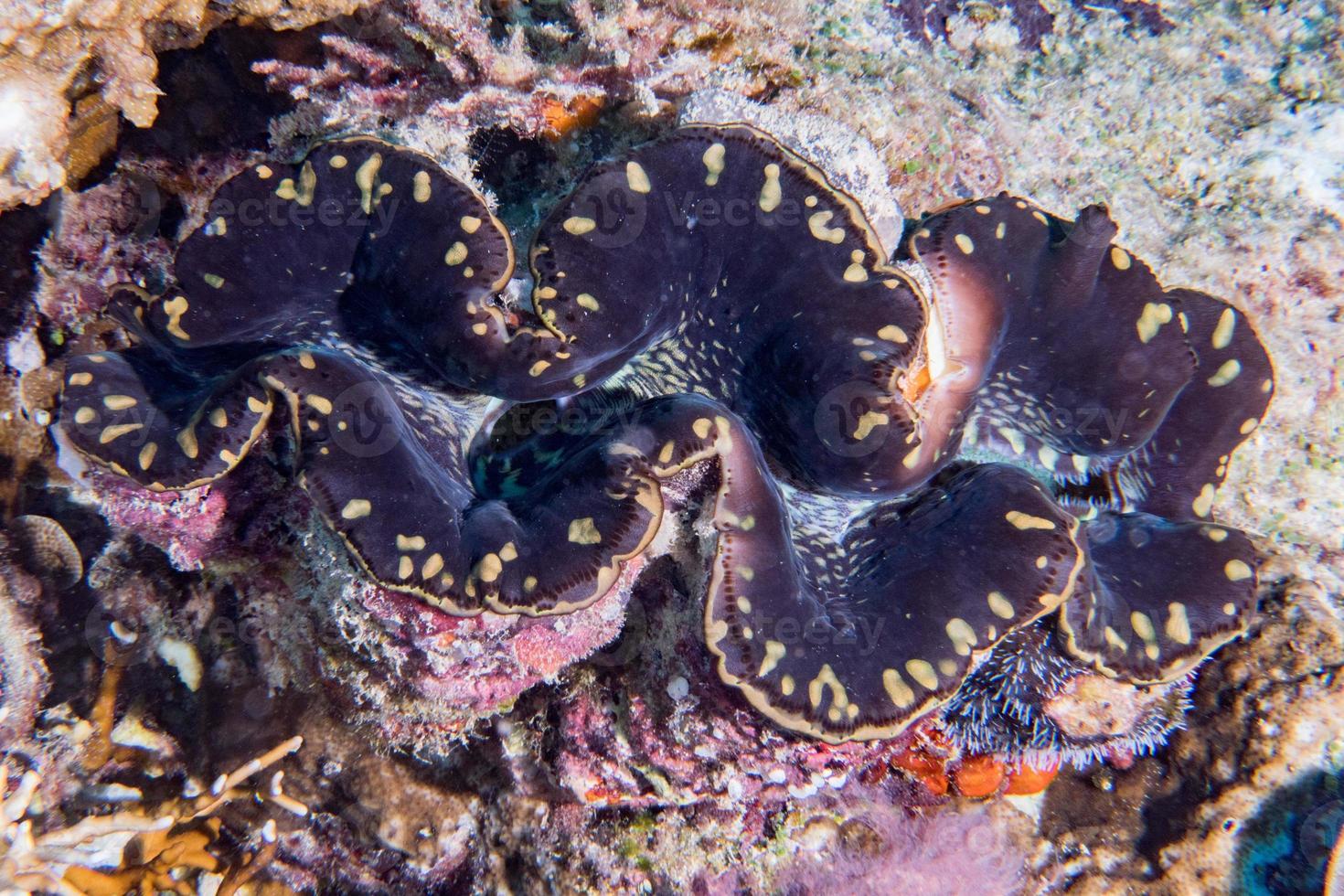 bruin reusachtig clam dichtbij omhoog portret onderwater- foto