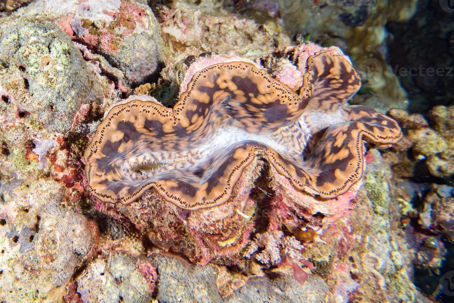 bruin reusachtig clam dichtbij omhoog portret onderwater- foto