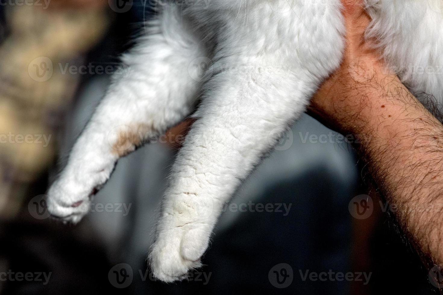 kat poot Aan menselijk hand- foto