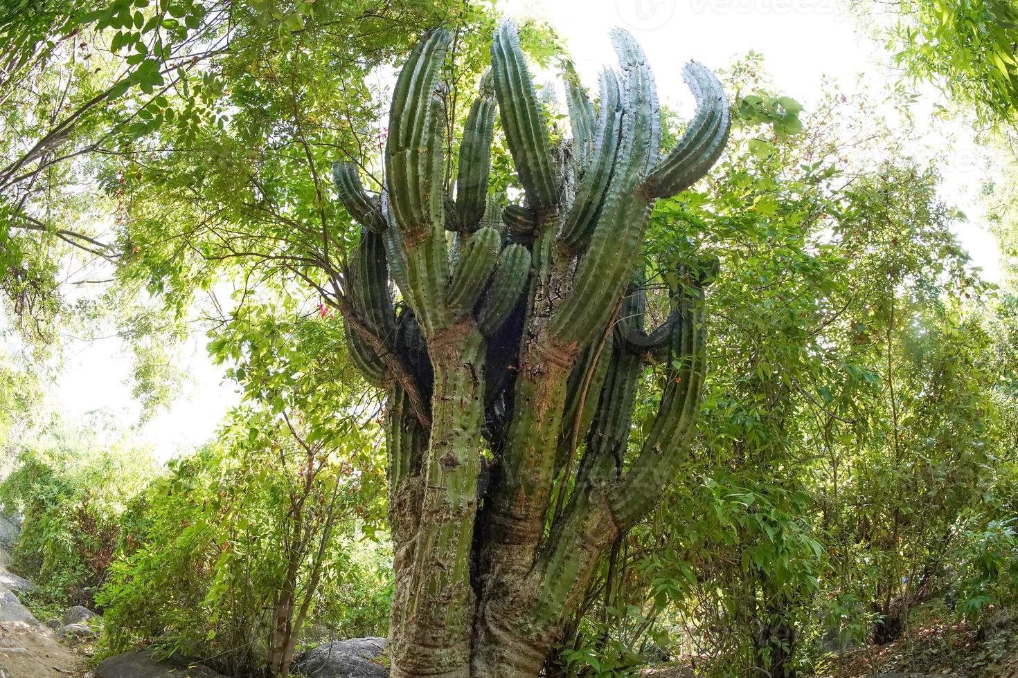 baja Californië sur reusachtig cactus foto