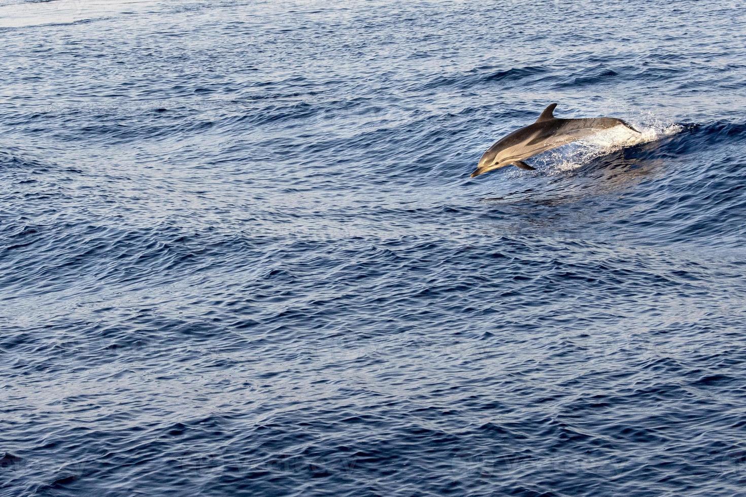 gestreept dolfijnen terwijl jumping in de diep blauw zee foto