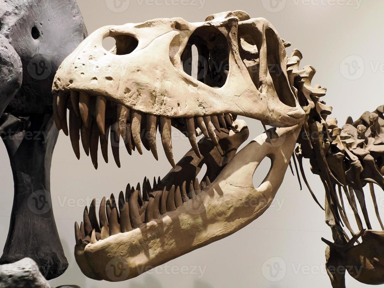plesiosauriërs dinosaurus skelet schedel detail foto