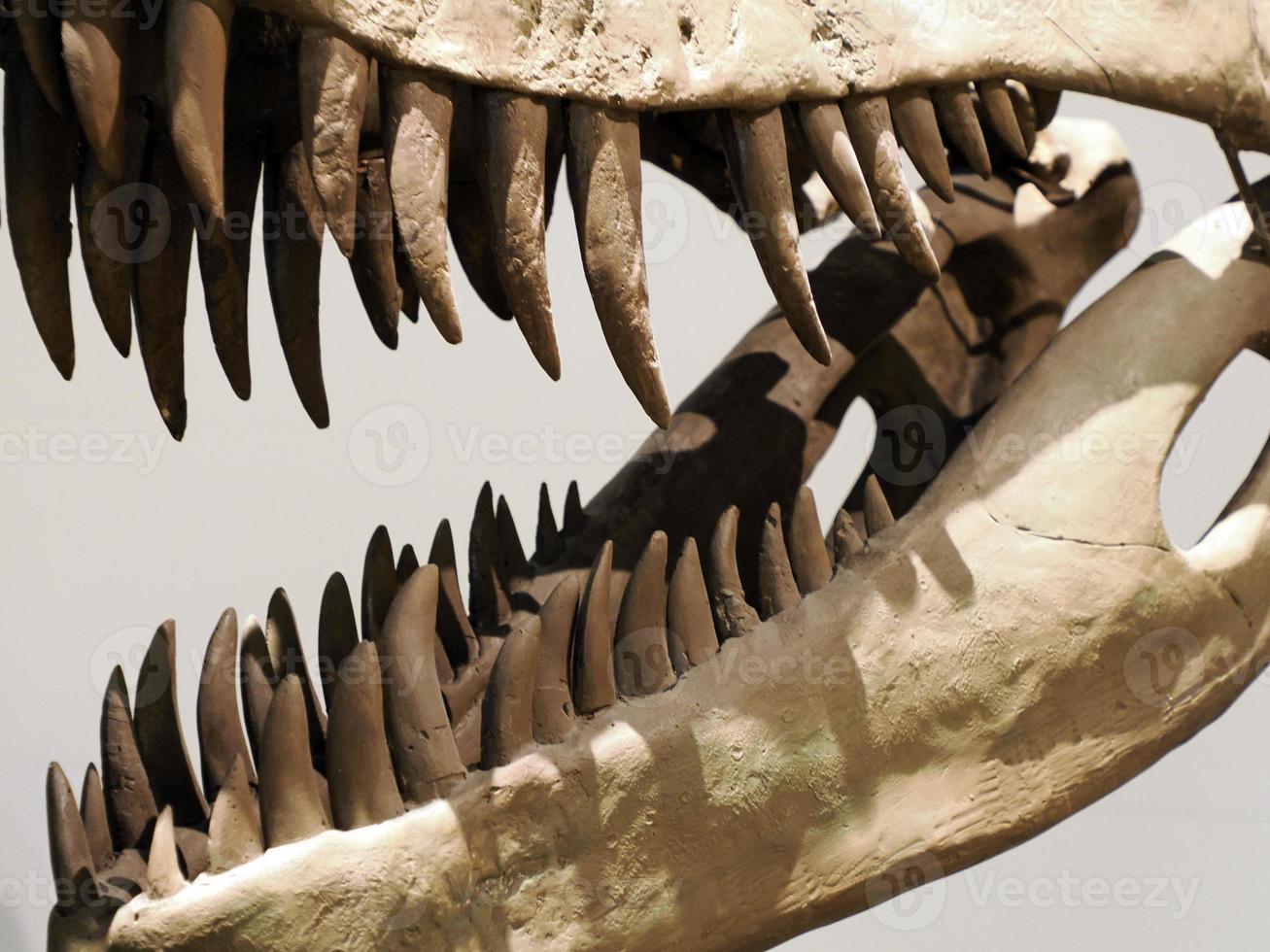 plesiosauriërs dinosaurus skelet schedel detail foto