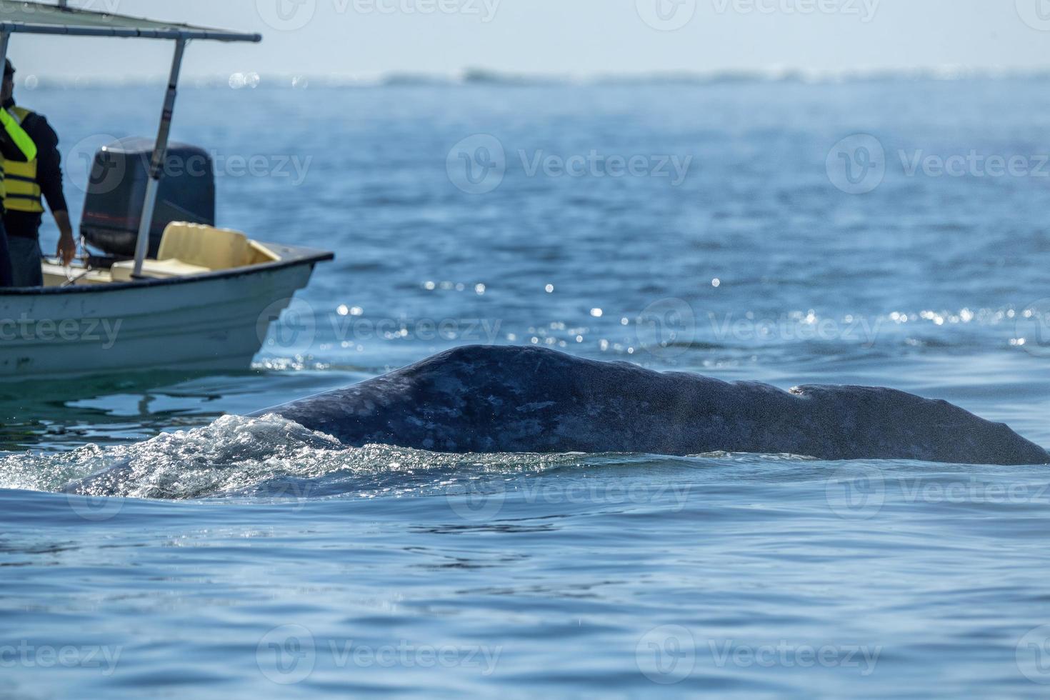 grijs walvis Bij walvis aan het kijken in laguna san ignacio baja Californië, Mexico foto