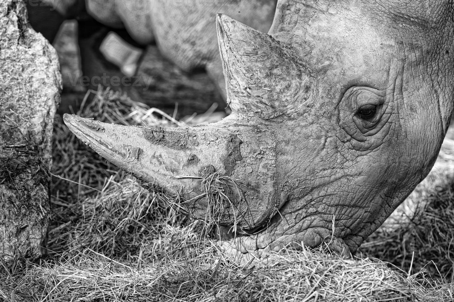 witte neushoorn portret foto