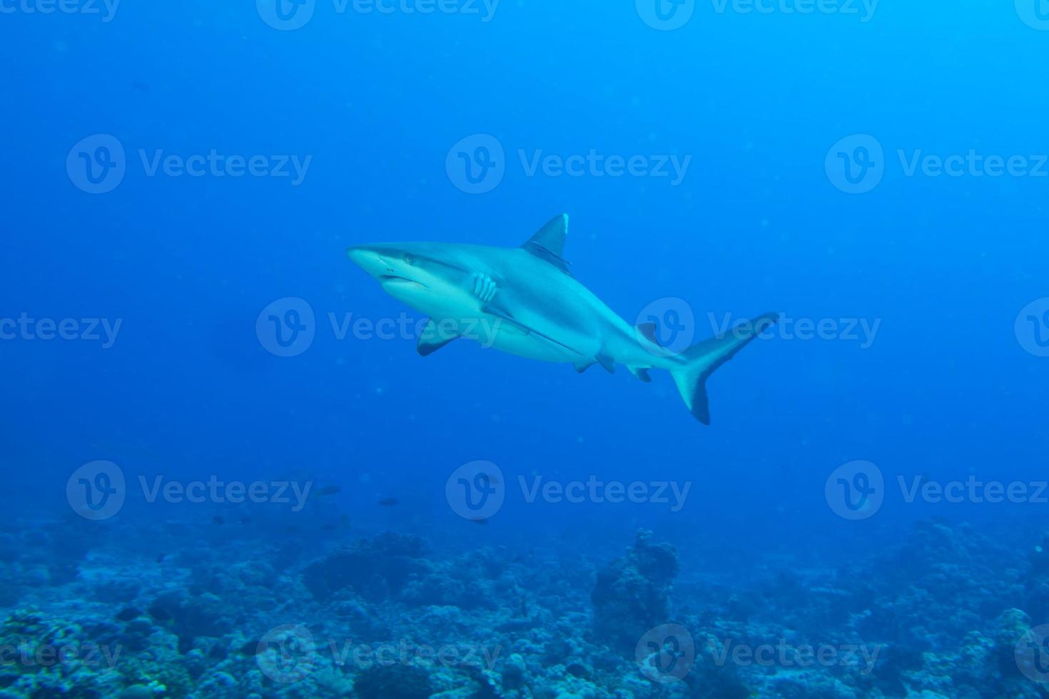 grijs wit haai kaken klaar naar aanval onderwater- dichtbij omhoog portret foto