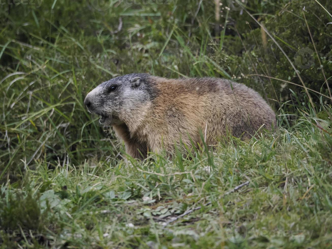 marmot groundhog buiten nest portret foto