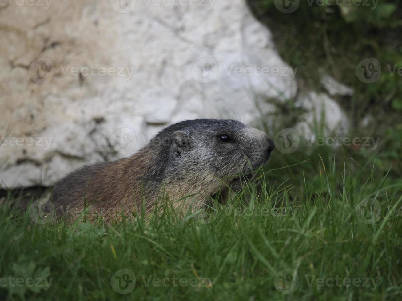 marmot groundhog buiten nest portret foto