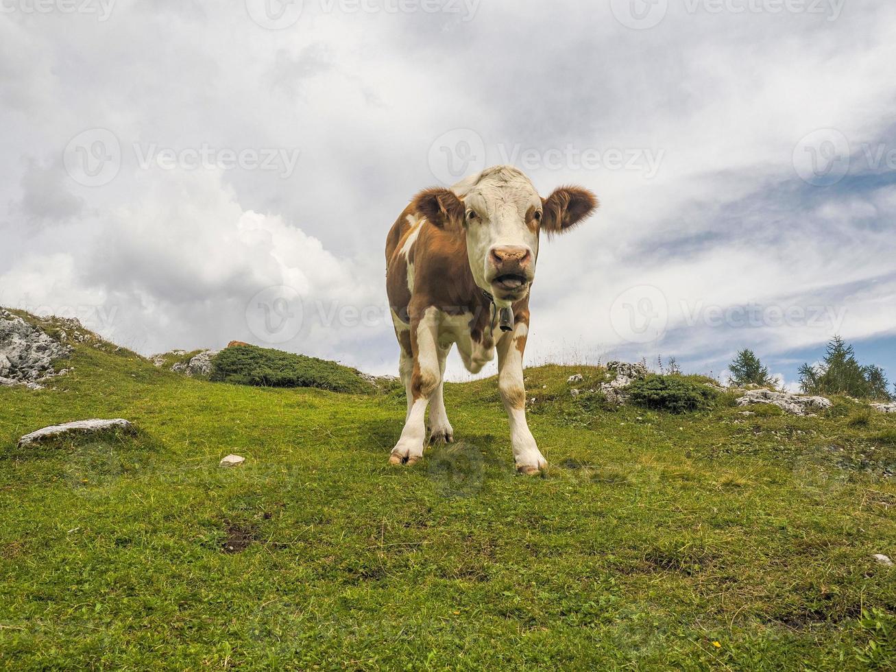 koe portret dichtbij omhoog op zoek Bij u in dolomieten foto