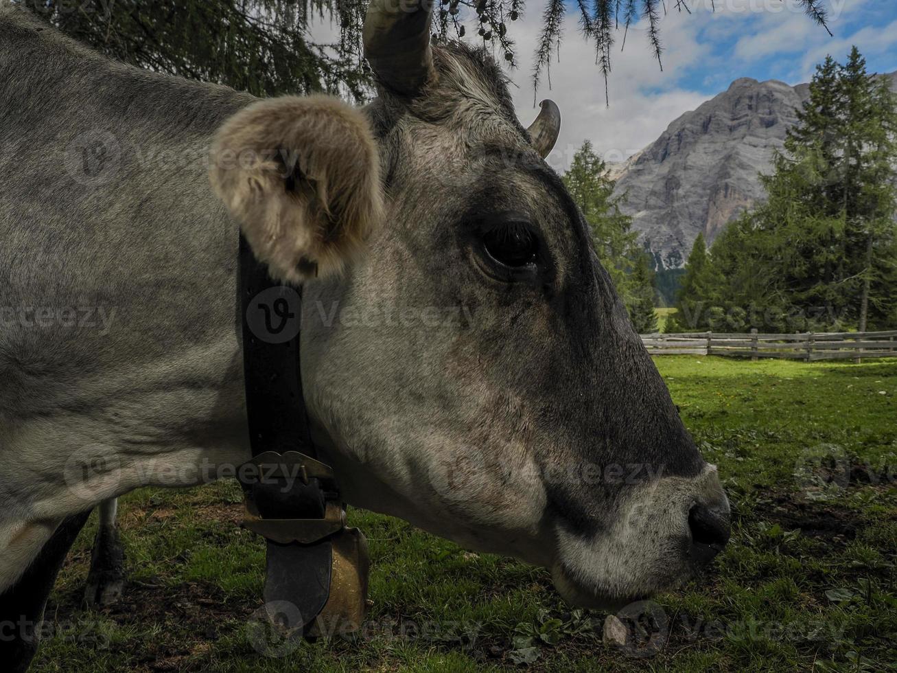 koe dichtbij omhoog in dolomieten foto