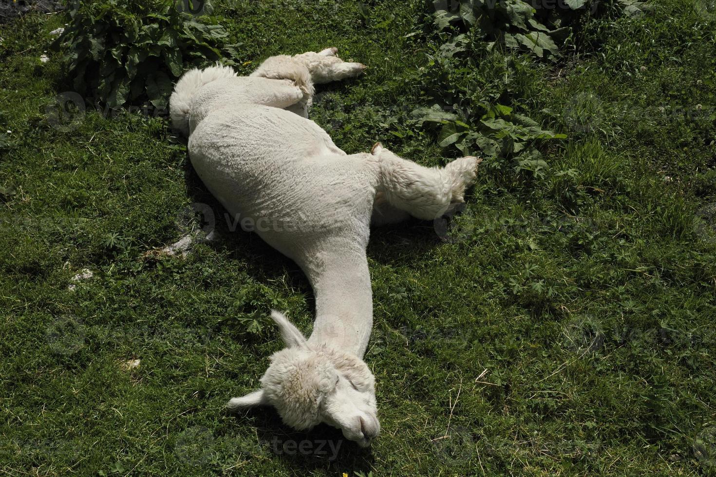 alpaca aanbiddelijk pluizig portret ontspannende Aan gras foto