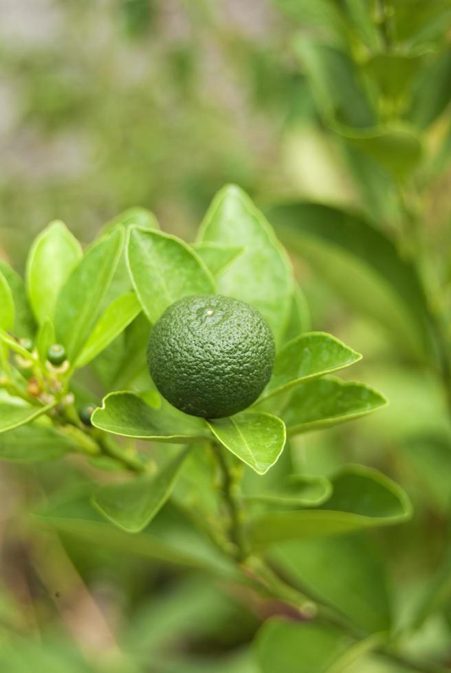 een gezond calamansi of calamondin tropisch limoen fabriek groeit vers buitenshuis foto