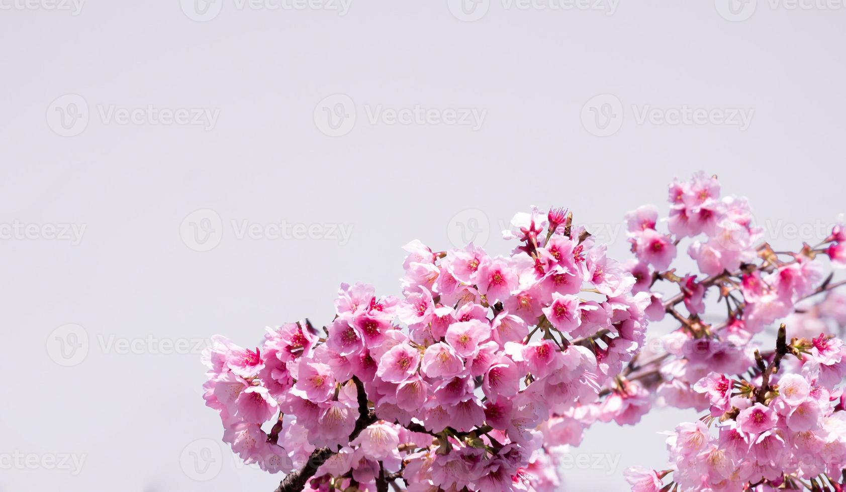 zacht focus mooi roze kers bloesems sakura met verfrissend in de ochtend- in Japan foto