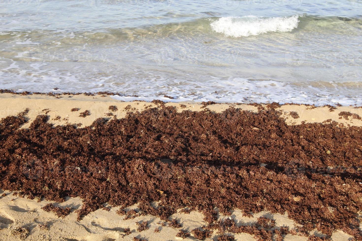 algen Aan de rotsen Aan de kusten van de middellandse Zee zee in noordelijk Israël. foto