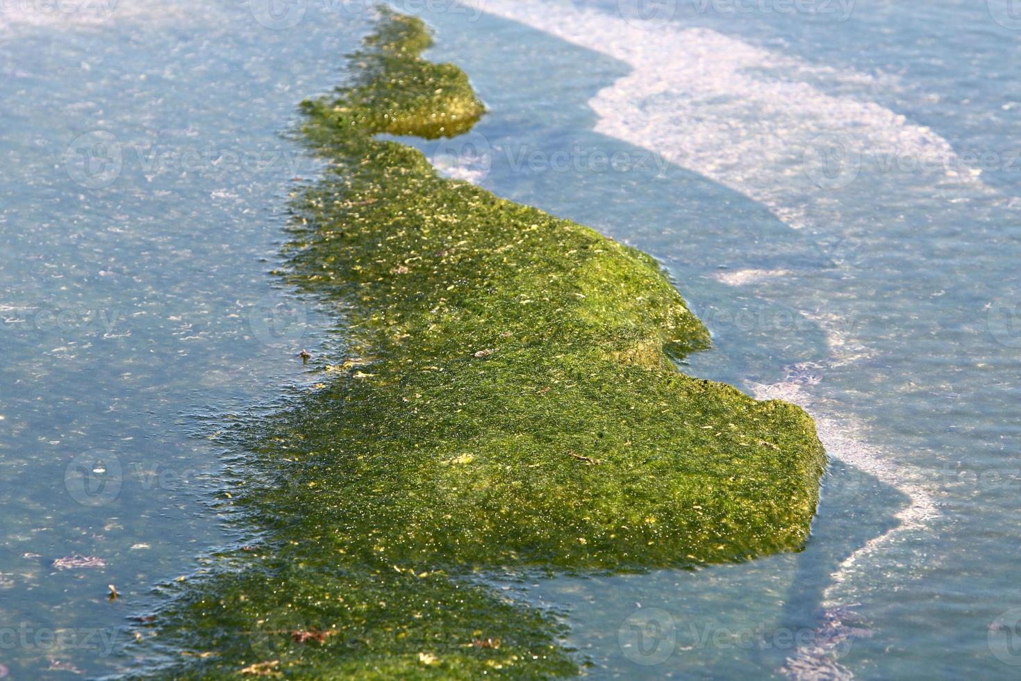 algen Aan de rotsen Aan de kusten van de middellandse Zee zee in noordelijk Israël. foto