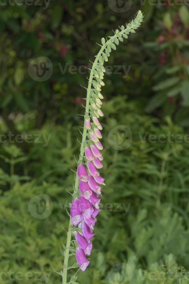 Purper vingerhoedskruid --digitalis purpurea--, Rijnland, Duitsland foto