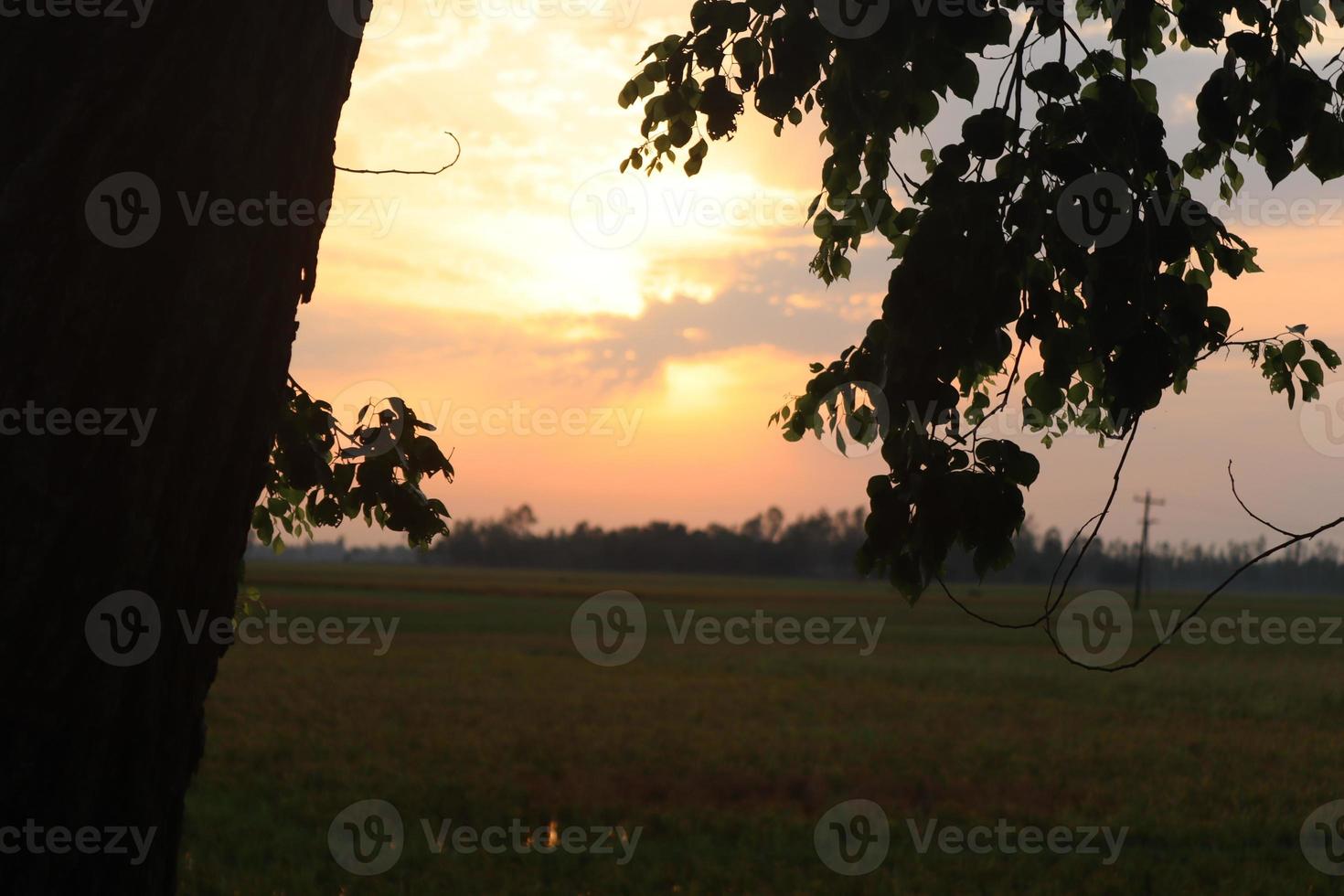 de schoonheid van natuur in Bangladesh foto