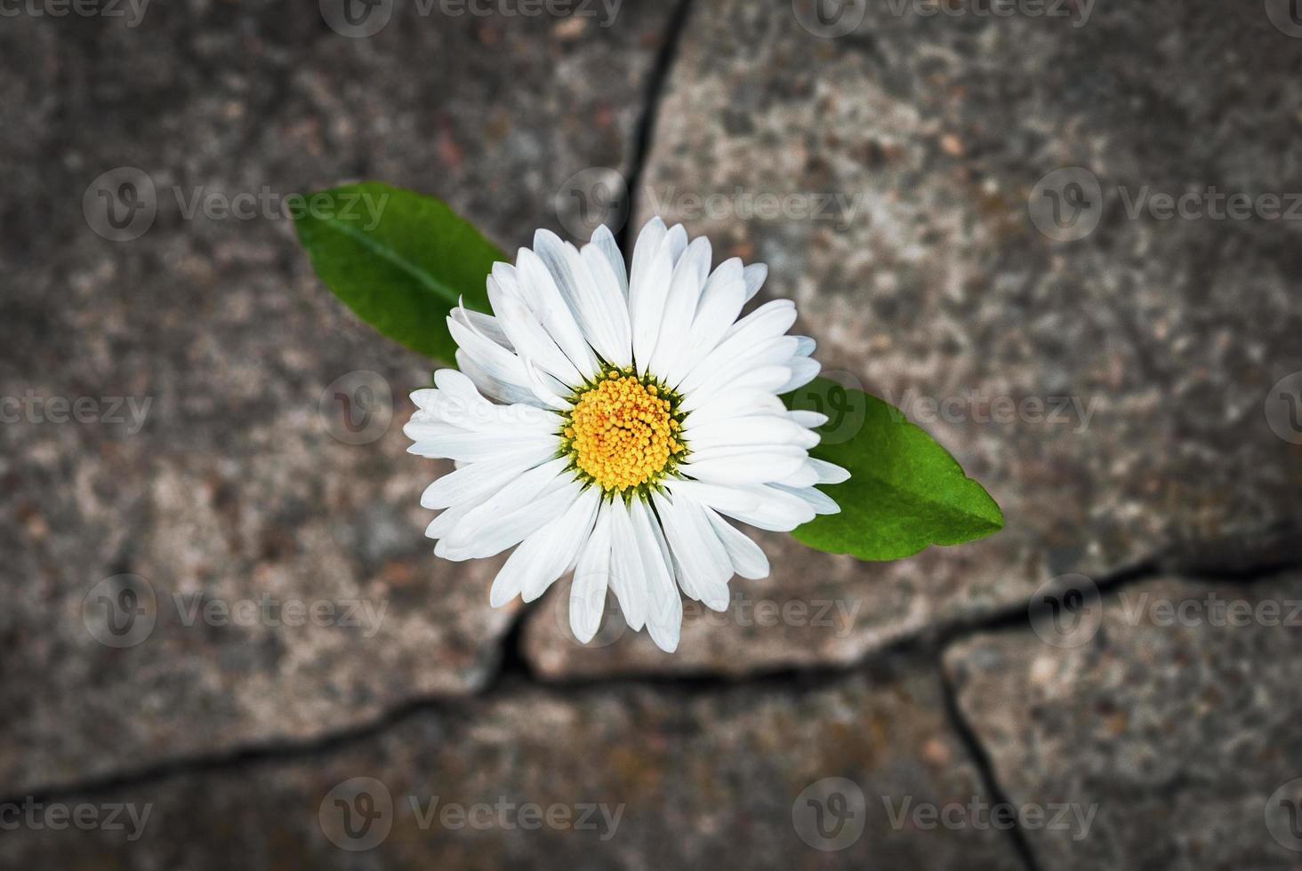 wit bloem groeit in gebarsten steen, hoop leven wedergeboorte veerkracht symbool foto