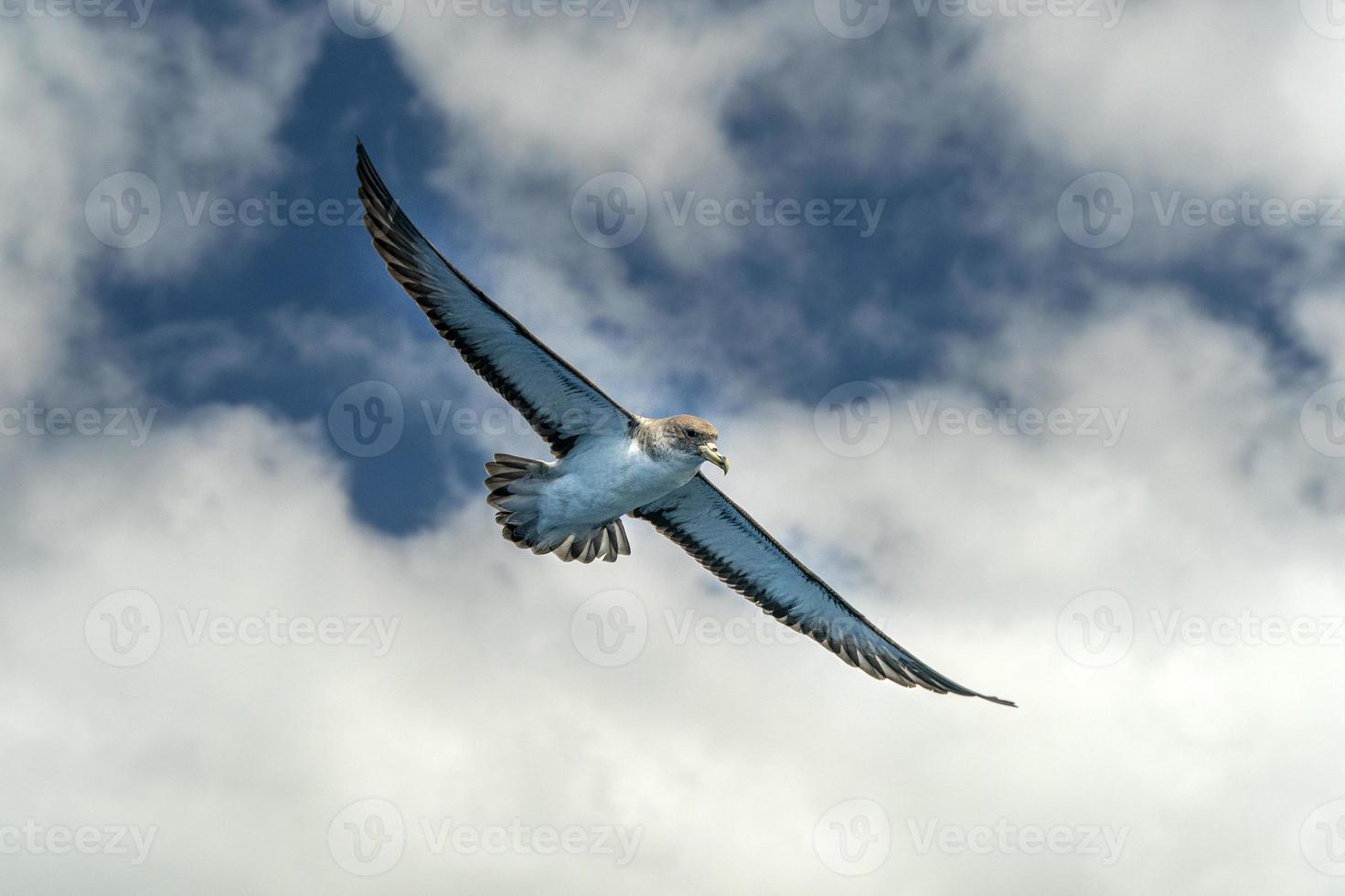 cory's pijlstormvogel vogel vliegend over- de oceaan foto