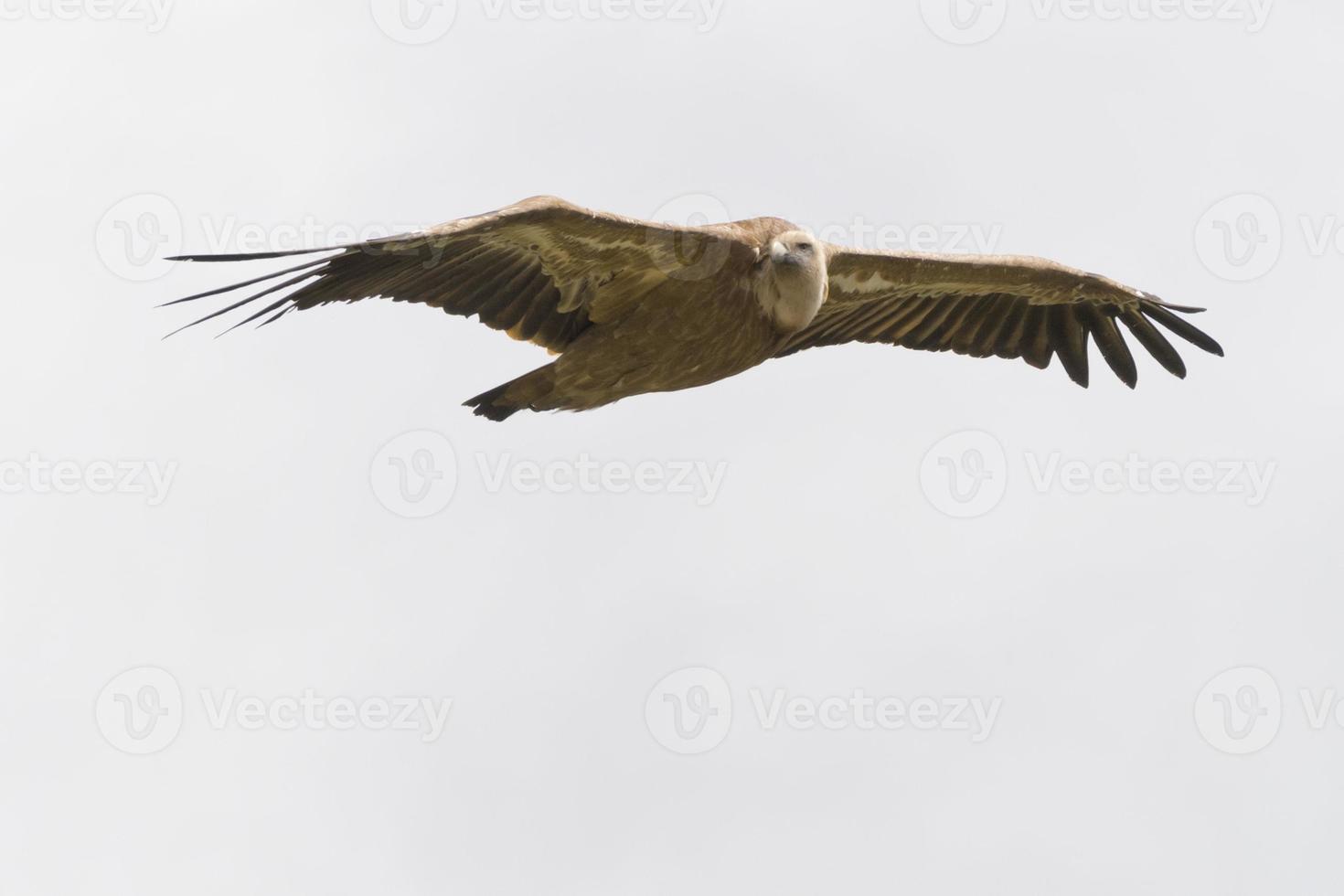 reusachtig gryphon vliegend foto