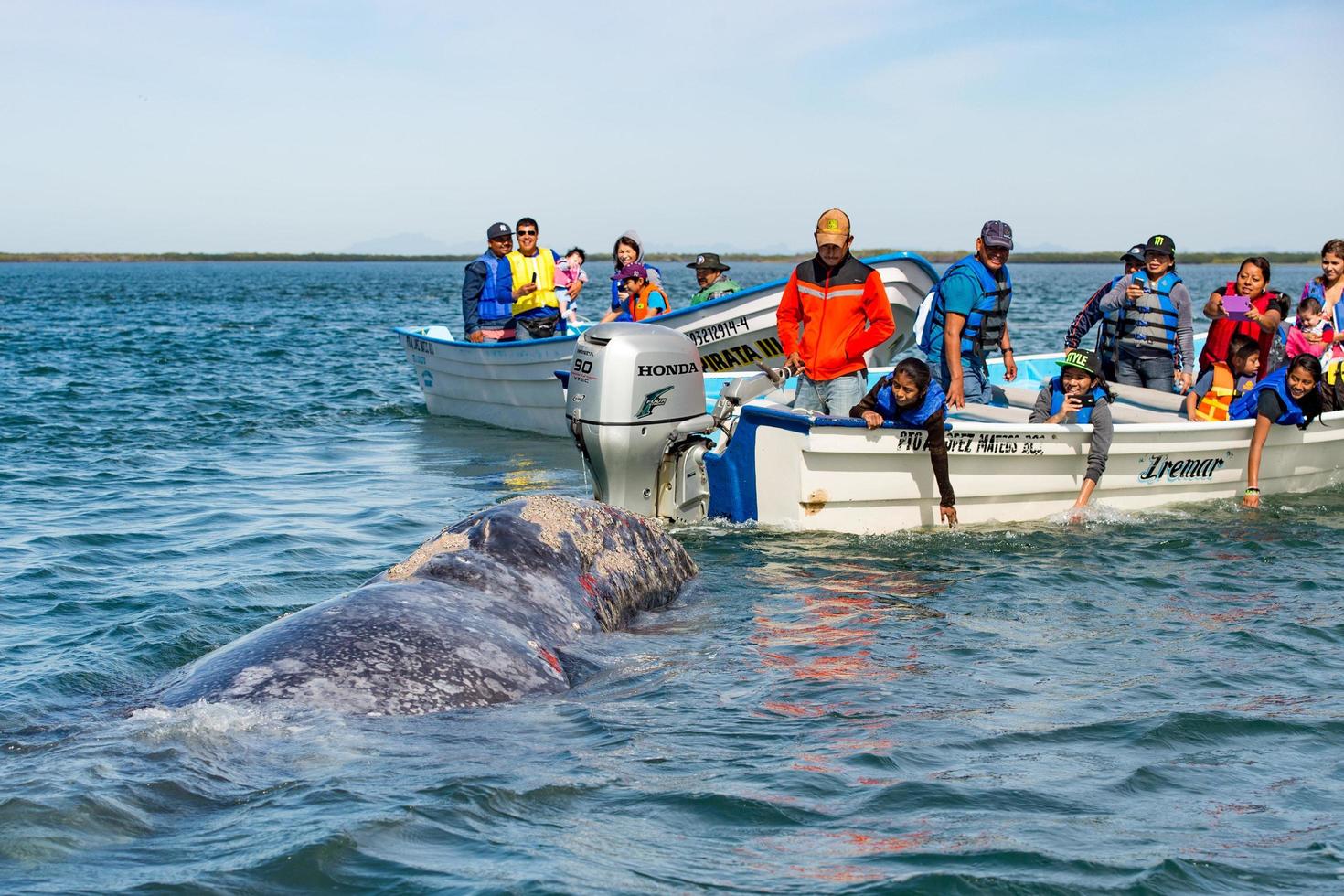 Alfredo lopez mateos - Mexico - februari, 5 2015 - grijs walvis naderen een boot foto