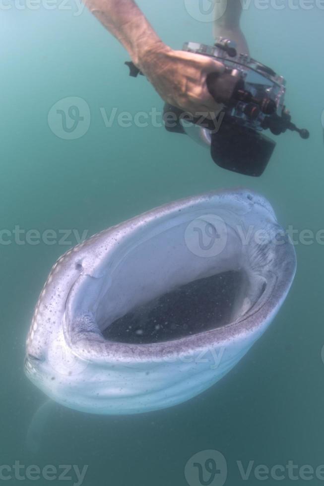 walvis haai naderen een duiker onderwater- in baja Californië foto