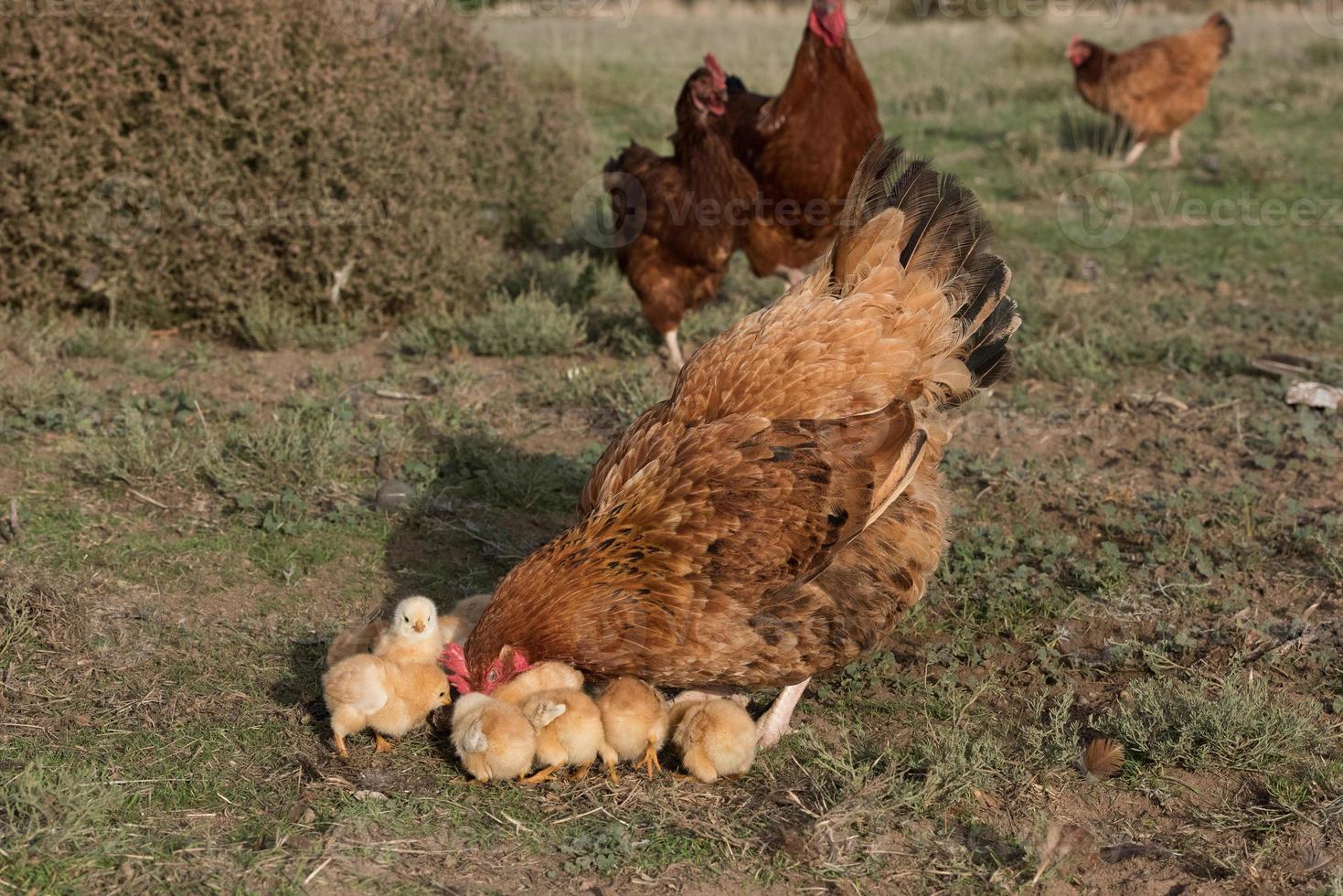 broeden kip en kuikens in een boerderij foto