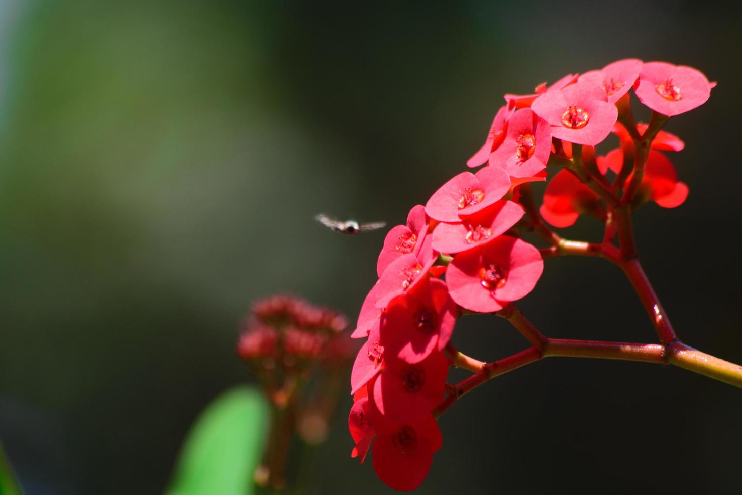 bij landt op een rode bloem foto