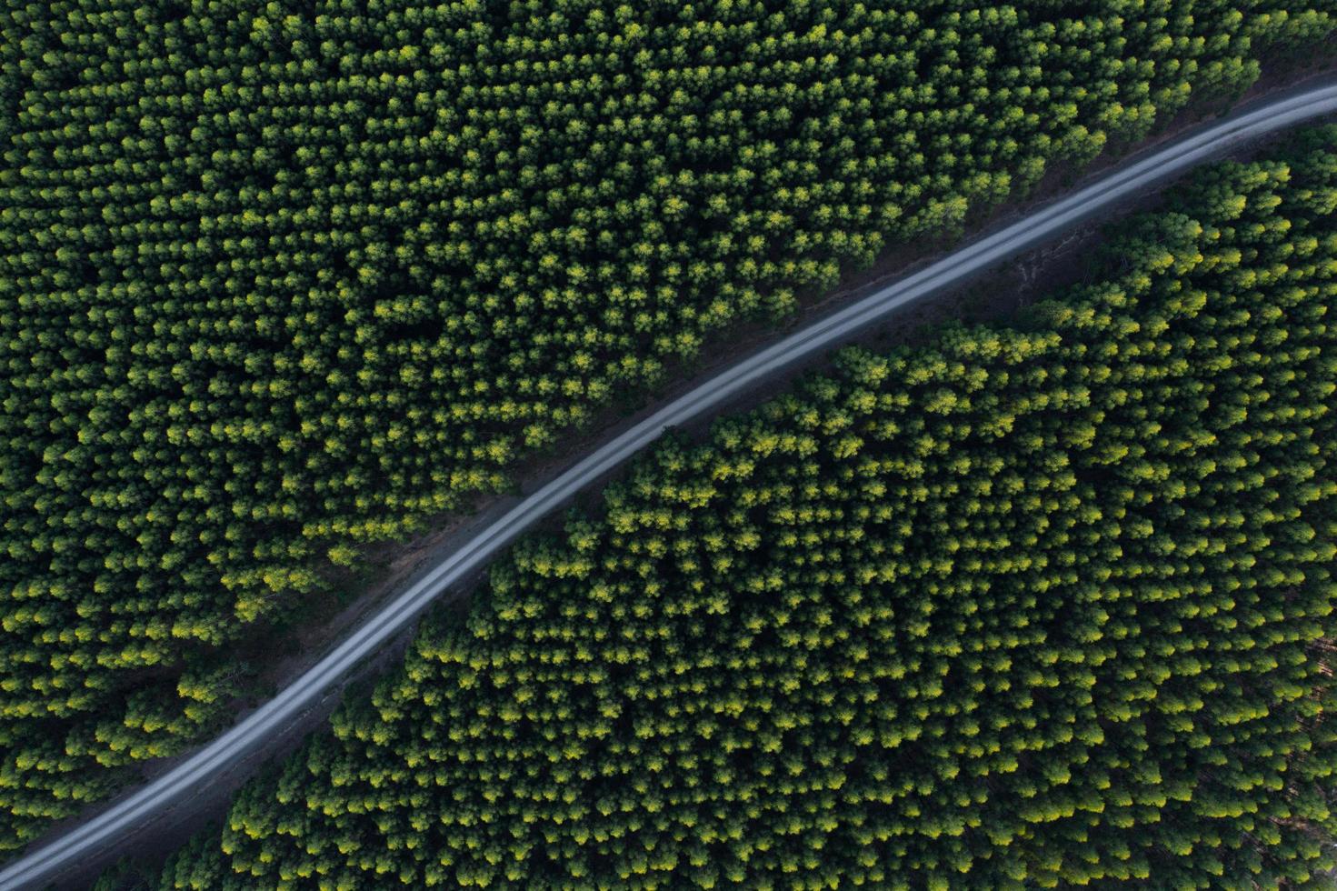 luchtfoto van betonweg tussen bomen foto