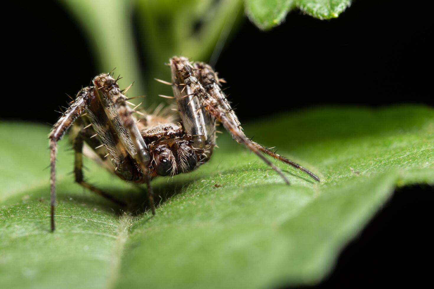 macro spin op een groen blad foto