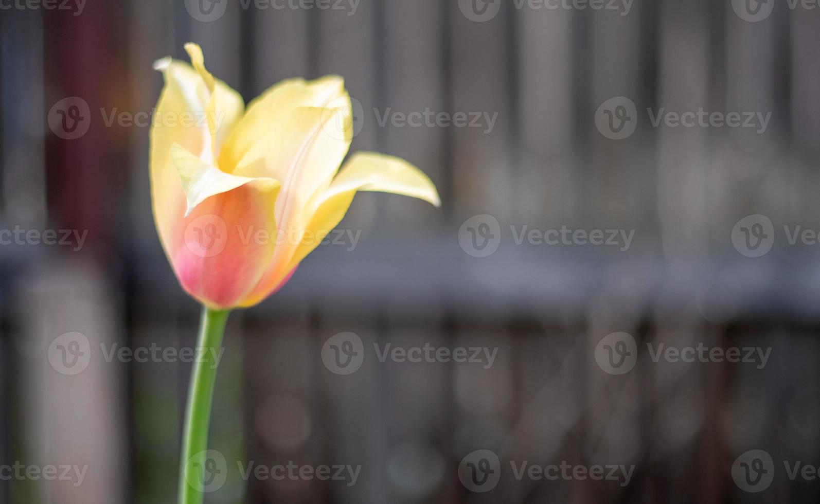 selectief focus van een geel tulp in de tuin met groen bladeren. wazig achtergrond. een bloem dat groeit tussen de gras Aan een warm zonnig dag. voorjaar en Pasen natuurlijk achtergrond met tulp. foto