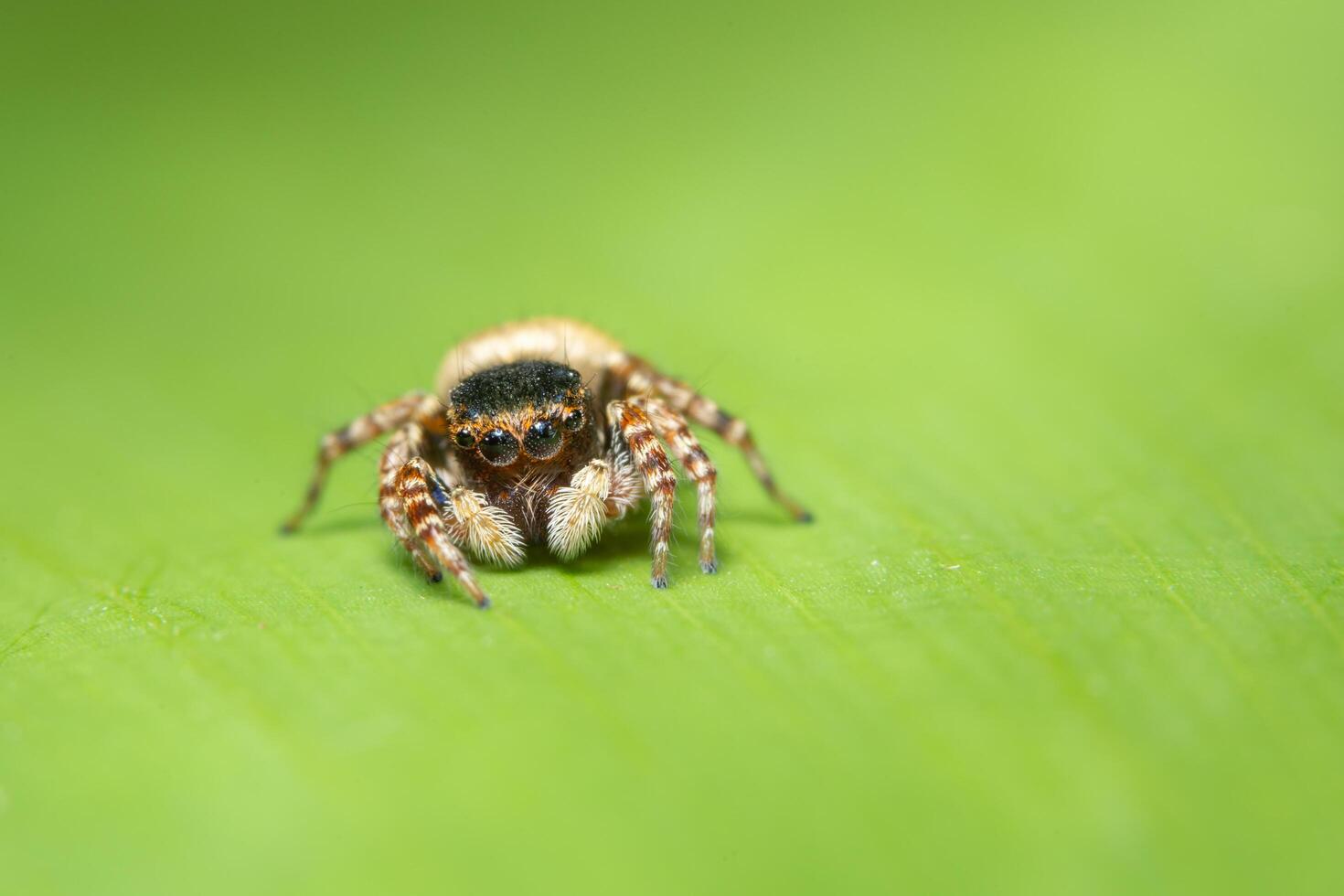 spin op een blad, close-up foto