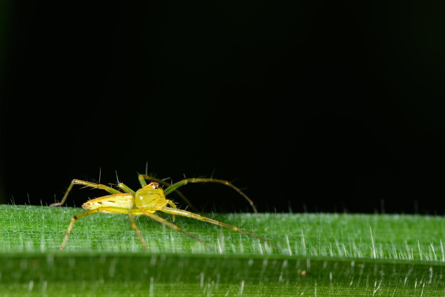 spin op een groene plant foto