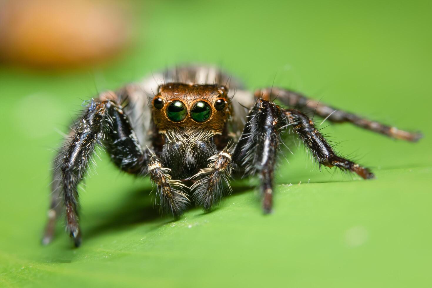 spin op een blad, close-up foto