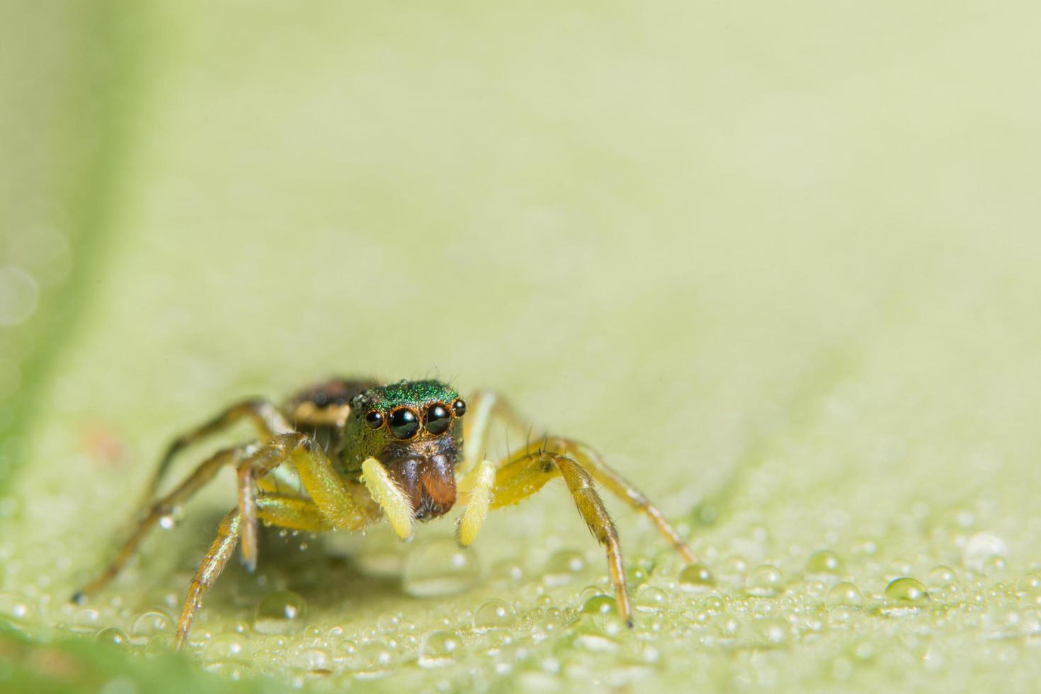 spin op een blad, close-up foto