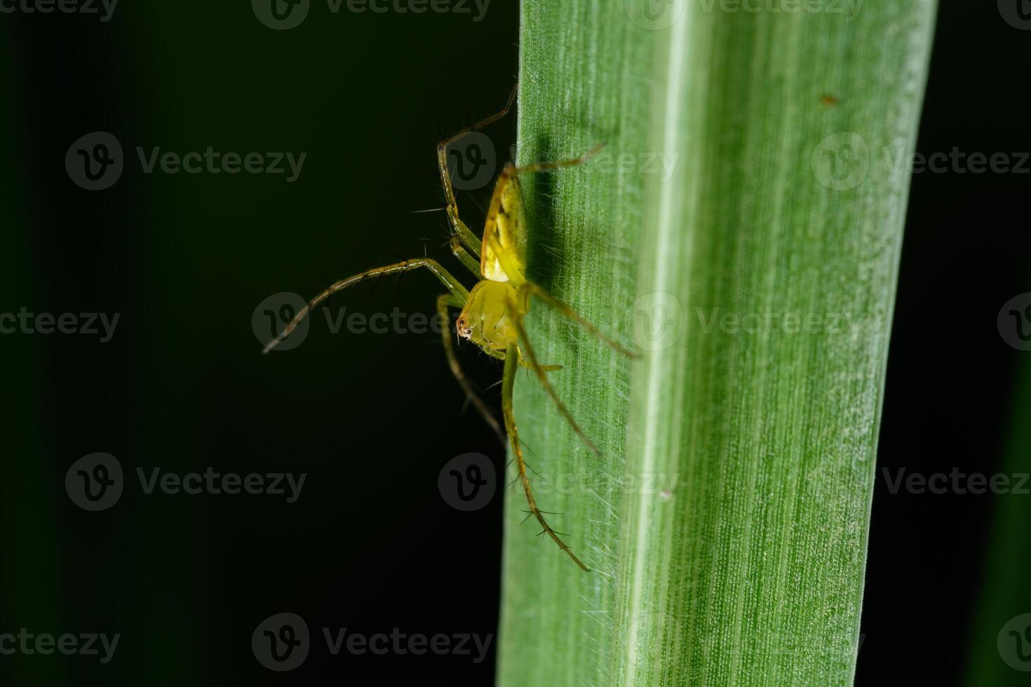 spin op een groen blad foto