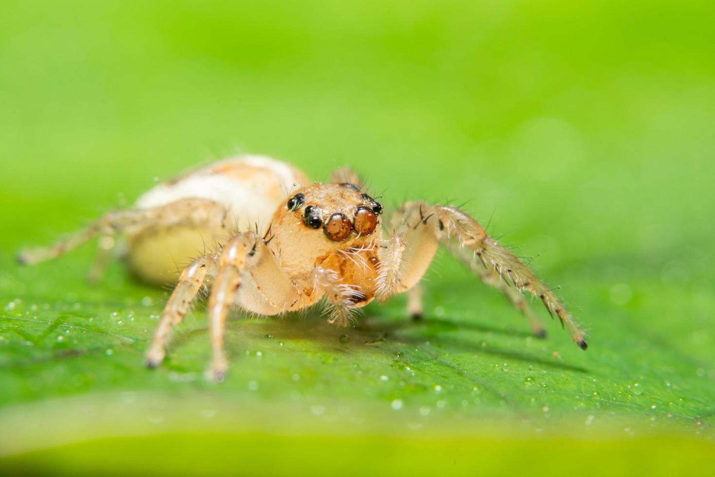 spin op een groen blad foto