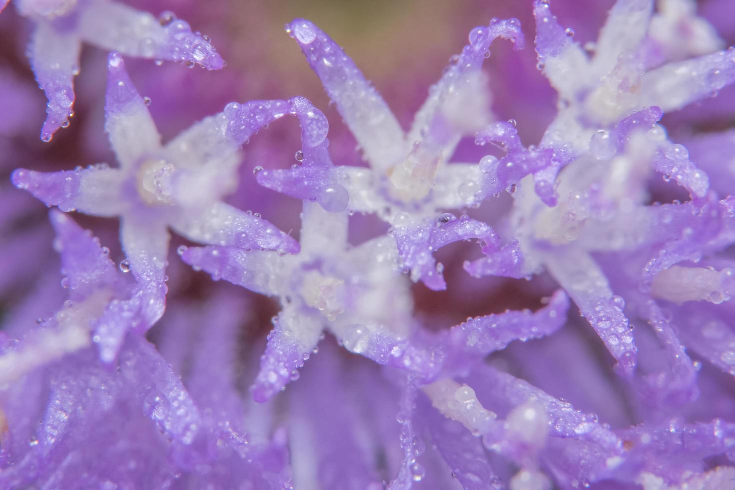 paarse bloemen close-up foto