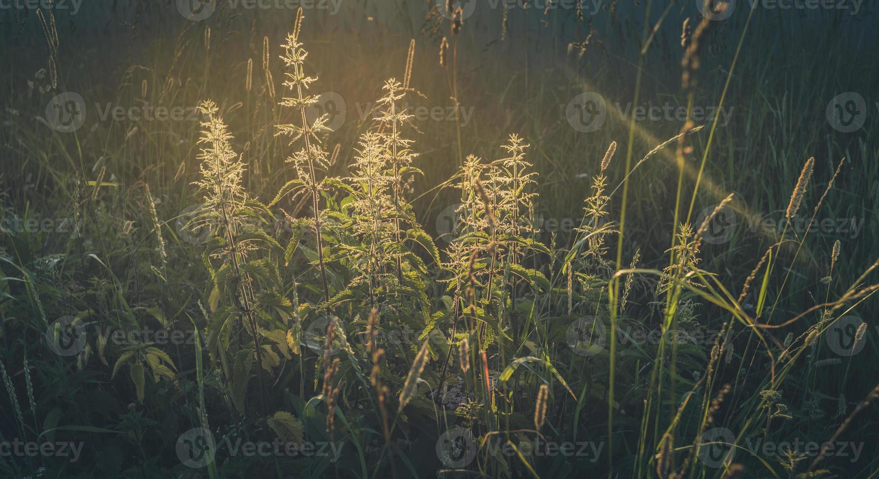 zonovergoten weide gras brandnetel detailopname Bij zonsondergang. zacht focus. afgezwakt afbeelding. foto