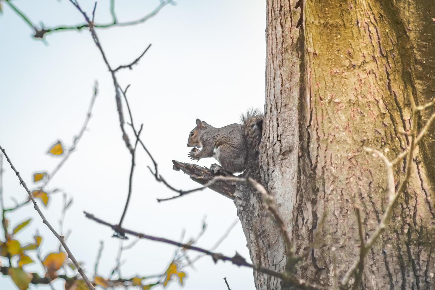 eekhoorn op een boom foto