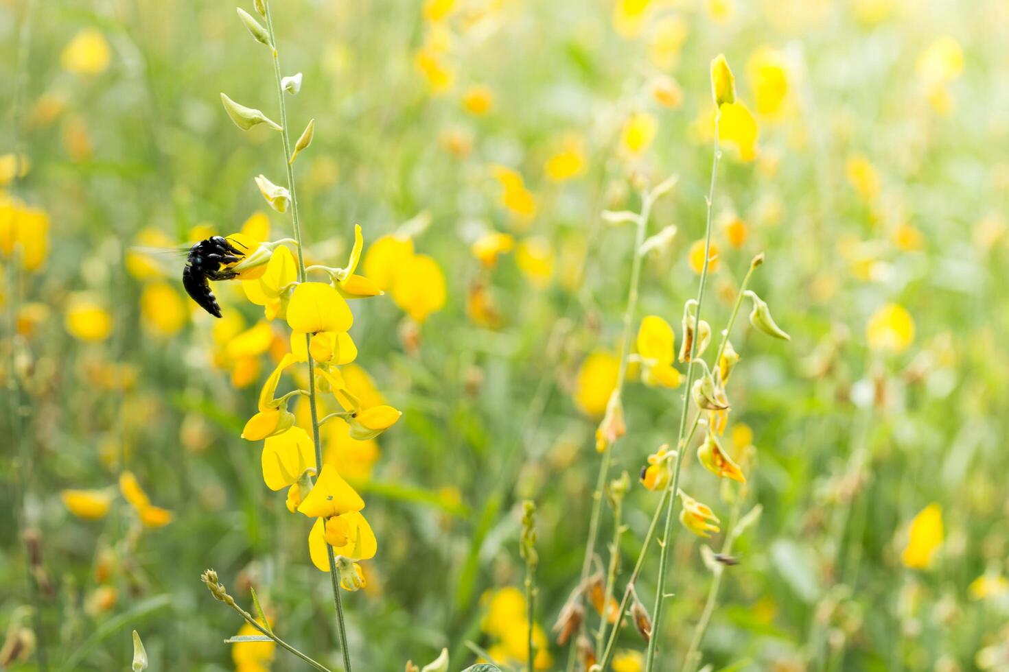 hommel op een gele bloem foto