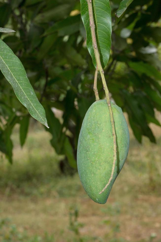 rauwe groene mango aan de boom foto