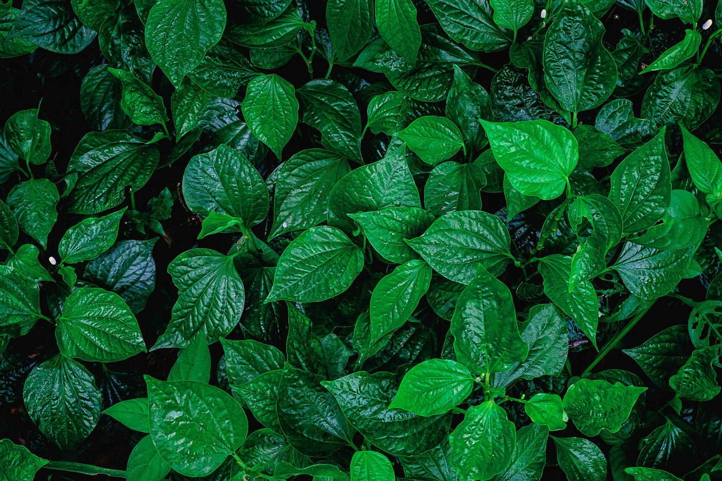 groene bladachtergrond foto